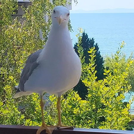 Grant Noks Свети-Влас