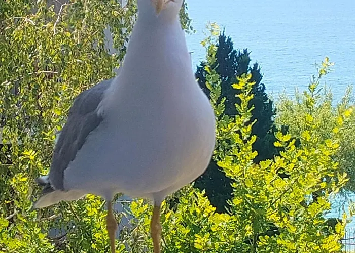 Grant Noks Свети-Влас